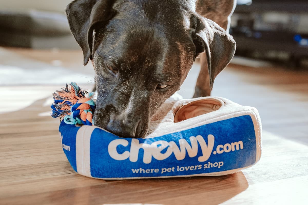 Tierpensionen & Tagesbetreuung